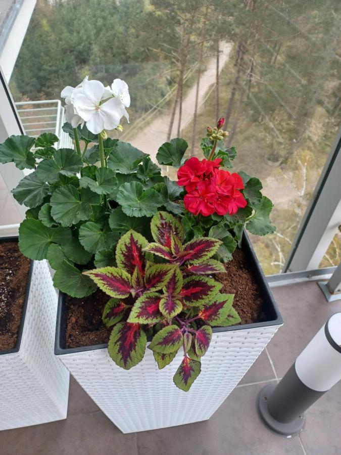 Apartament Z Widokiem Na Morze Dziwnówek 外观 照片